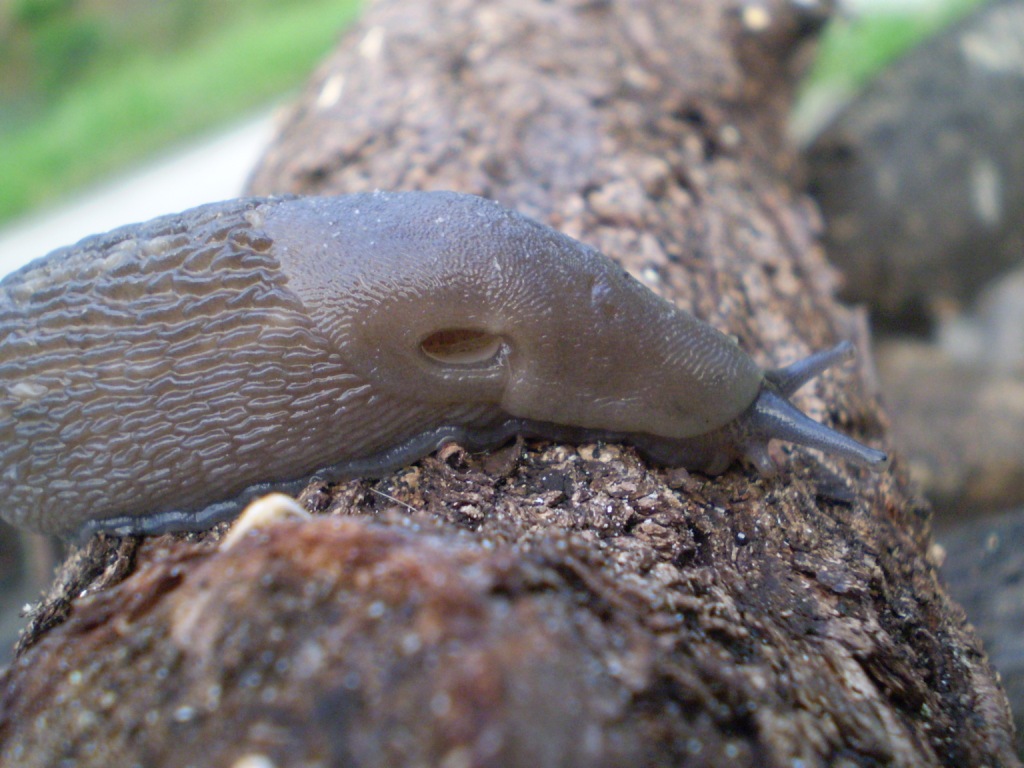 Limax aldrovandi Moquin-Tandon 1855 (Levanto SP)